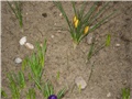 crocus